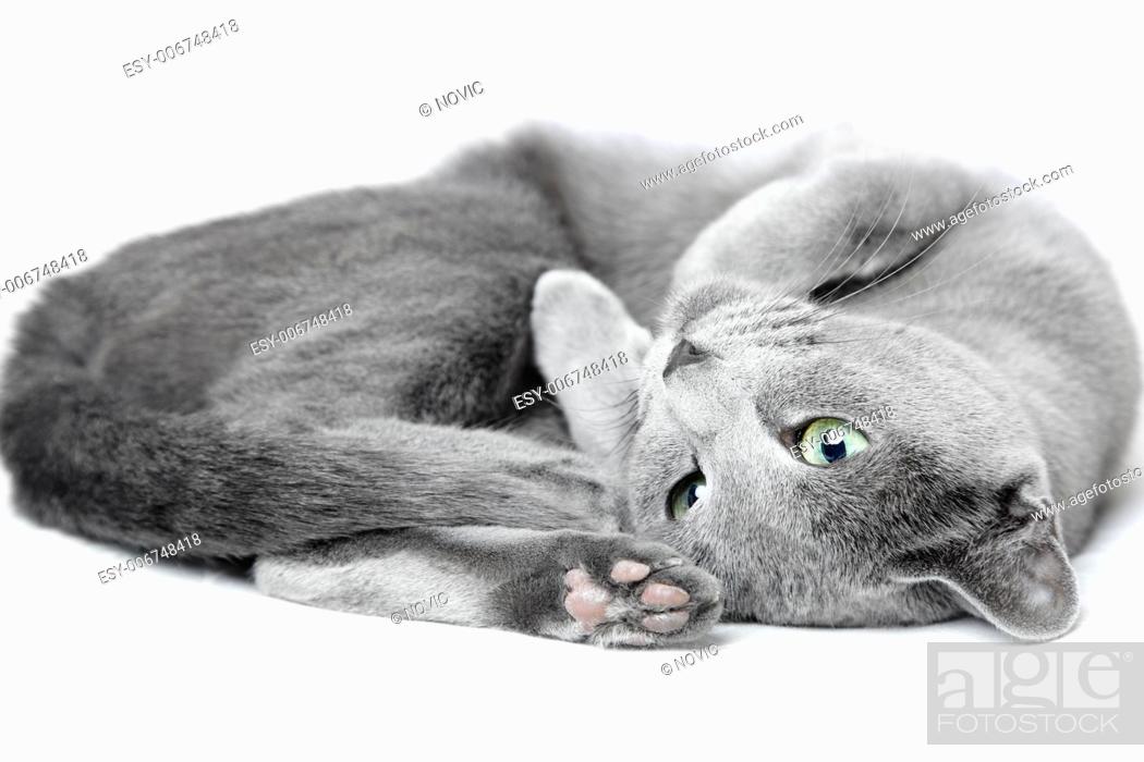 Russian Blue Cat Laying And Pampering On A White Background Stock Photo Picture And Low Budget Royalty Free Image Pic Esy 006748418 Agefotostock