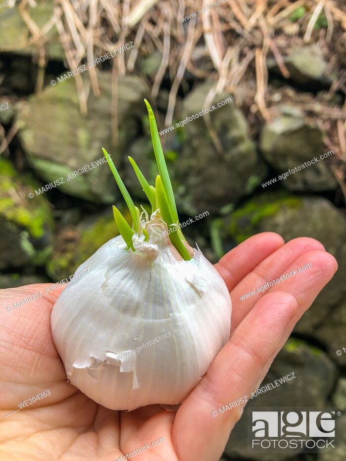 Stock Photo: Garlic (Allium sativum) is a species in the onion genus, Allium.