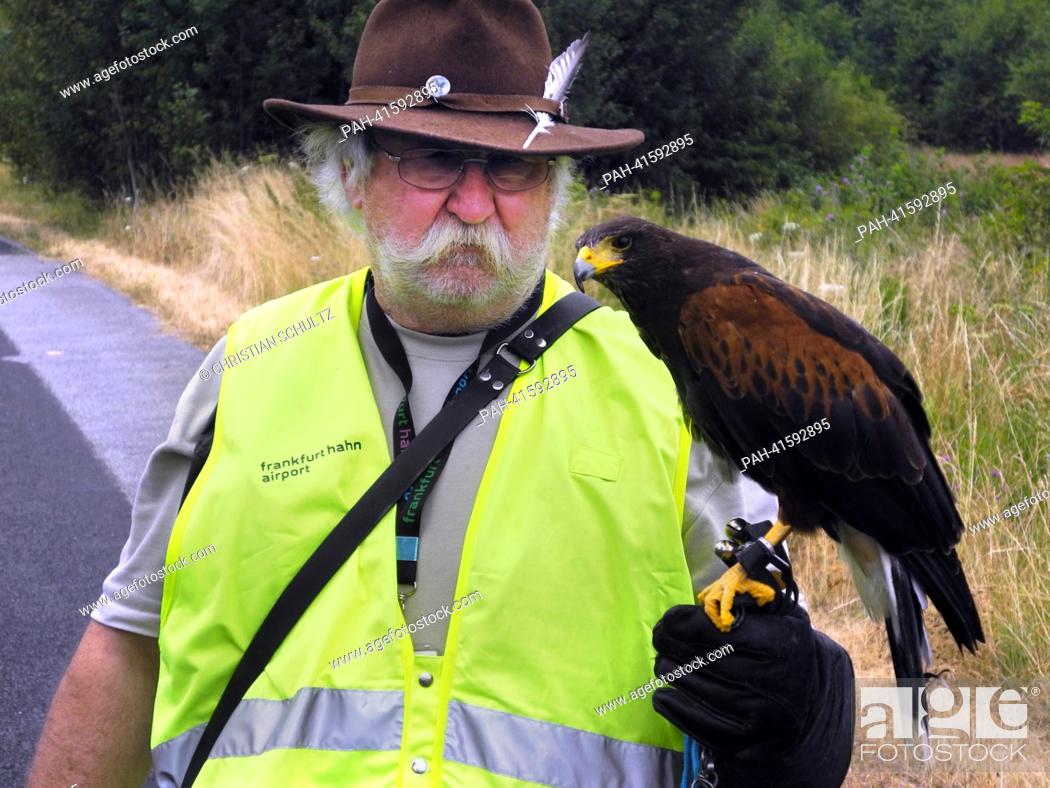 Stock Photo: Falconer Walter Zell stands with his bird at the airport in Hahn, Germany, 24 July 2013. Collisions between birds and planes can have disastrous consequences.