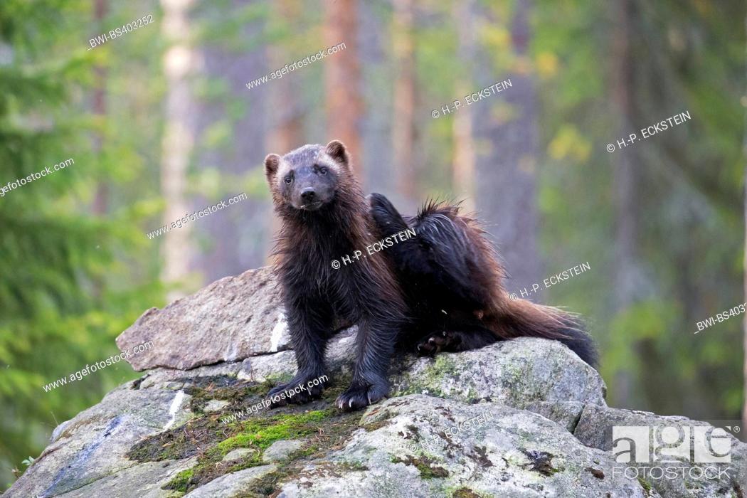 wolverine (Gulo gulo), young animal sitting on a rock in the forest,  Finland, Kajaani Region Kuhmo, Stock Photo, Picture And Rights Managed  Image. Pic. BWI-BS403252 | agefotostock