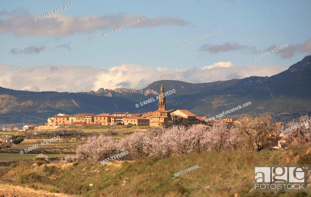 Stock Photo: Briones village in Rioja Alta wine regio and almond trees in blossom, Rioja wine region, Spain, Europe.