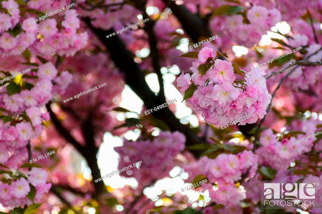 Stock Photo: delicate pink flowers blossomed Japanese cherry trees.