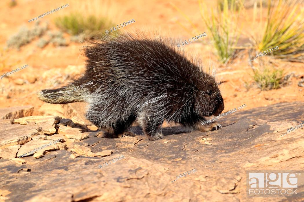 North American Porcupine, (Erethizon dorsatum), Monument Valley, Utah, USA,  adult walking, Stock Photo, Picture And Rights Managed Image. Pic.  JHS-S12130 | agefotostock
