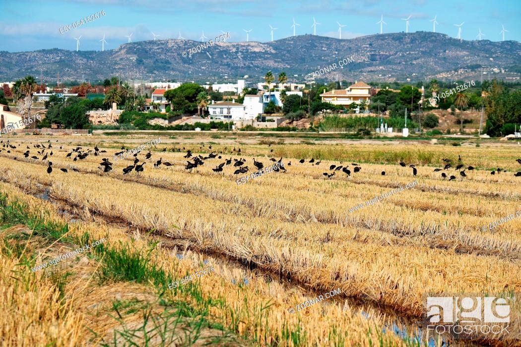 Stock Photo: Reisfelder im Ebrodelta.