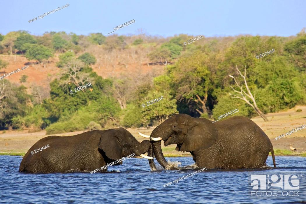 Stock Photo: Paar Afrikanische Elefanten Loxodonta africana stehen im Chobe Fluss, Chobe River, Chobe-Nationalpark, Botswana, Afrika, Couple of African Elephants standing in.
