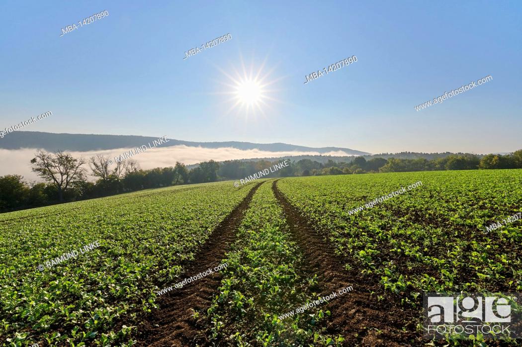 Stock Photo: Track, field, catch crop, fog, morning, sun, autumn, Großheubach, Spessart, Bavaria, Germany.