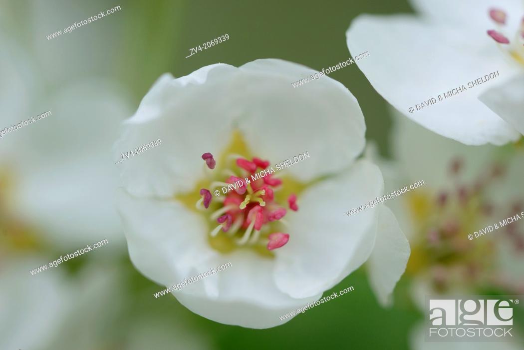Stock Photo: Close-up of pear tree blossoms in spring, Upper palatinate, Bavaria, Germany.
