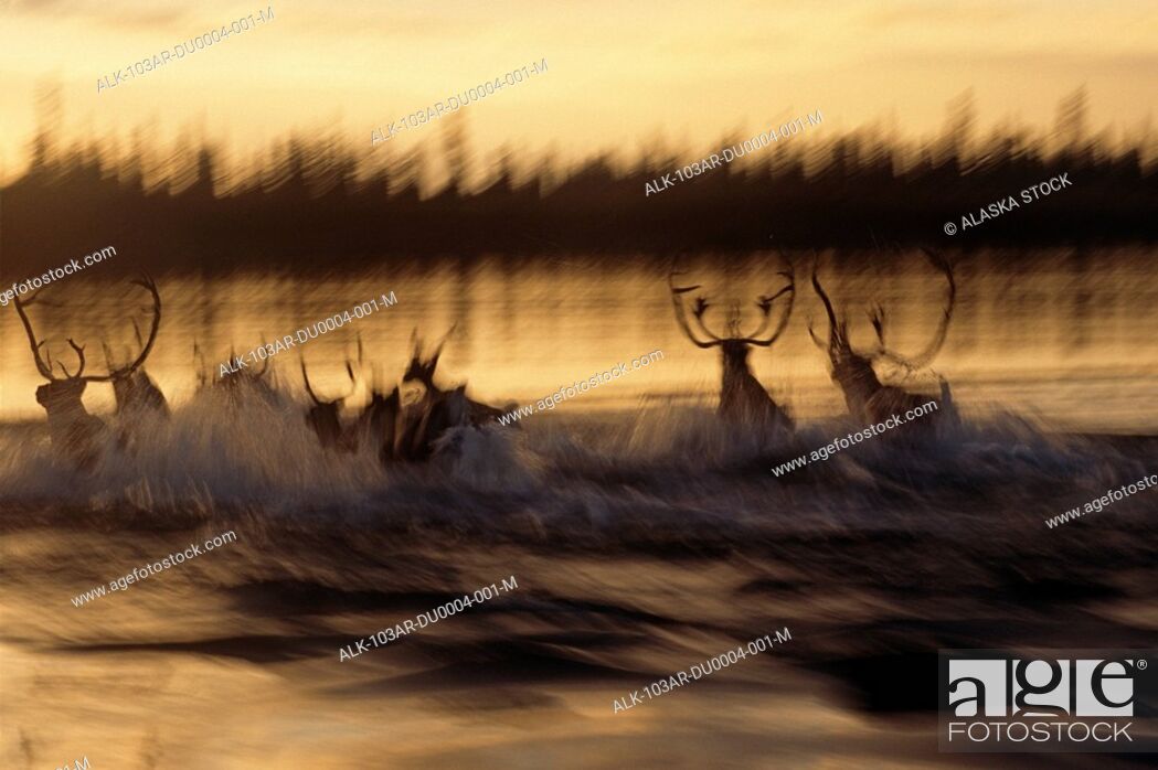 Stock Photo: Caribou herd running across Kobuk river at sunset blurred Arctic Alaska Kobuk Valley National Park Autumn.
