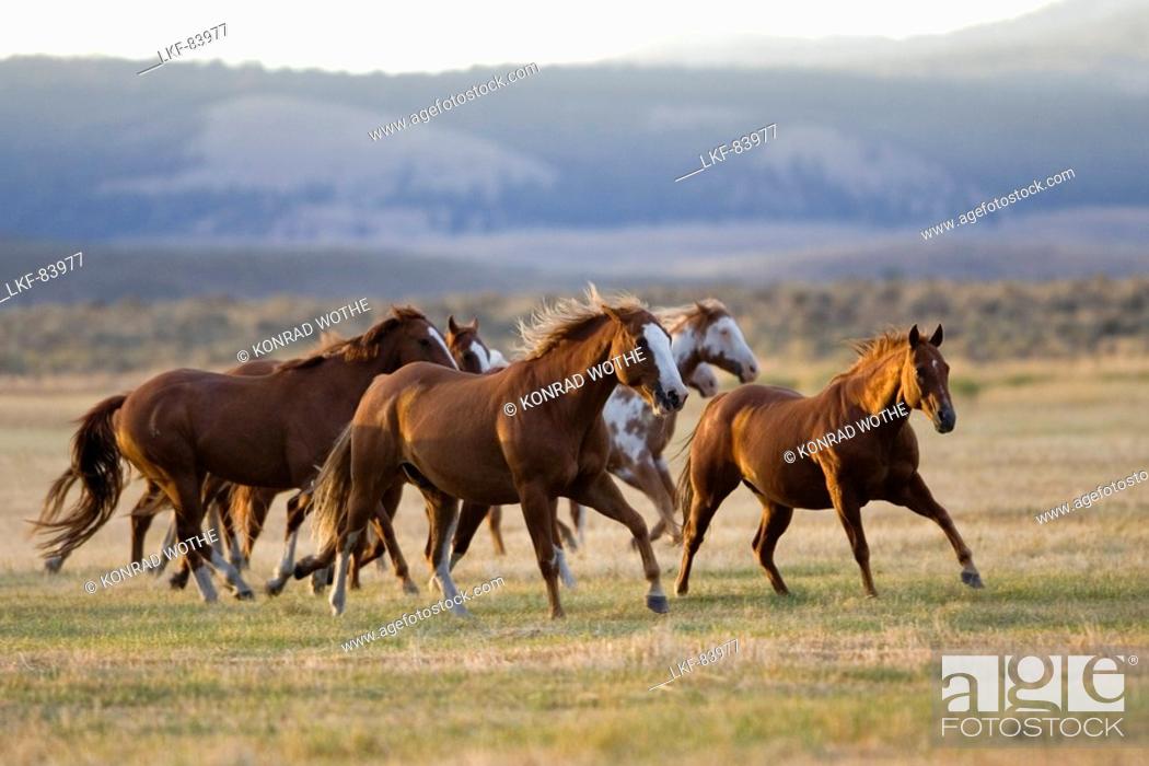 Stock Photo: horses in wildwest, Oregon, USA.