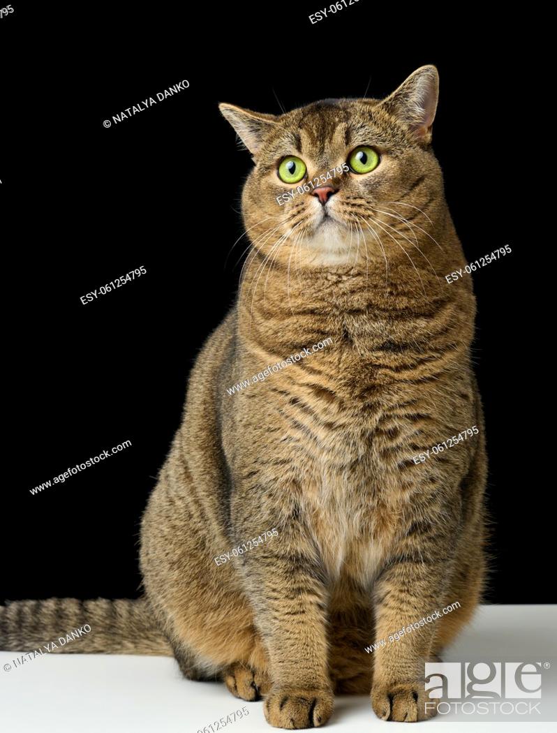 Imagen: Adult gray cat Scottish Straight sits on a black background. Sad and angry muzzle, green eyes.