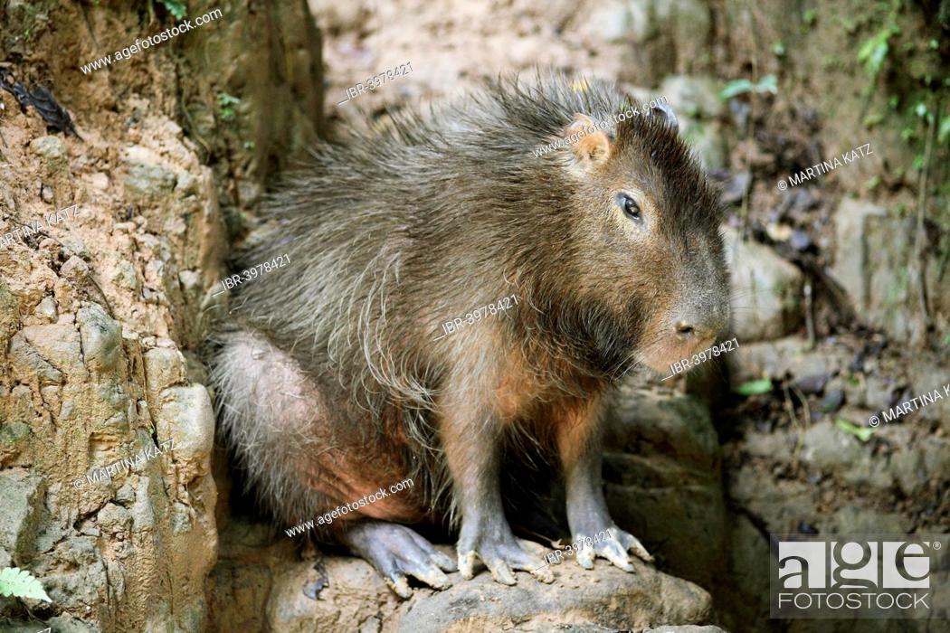 Capybara (Hydrochoerus hydrochaeris), Wild Animal Rescue Amazoonico,  Ahuano, Napo Province, Ecuador, Stock Photo, Picture And Rights Managed  Image. Pic. IBR-3978421 | agefotostock