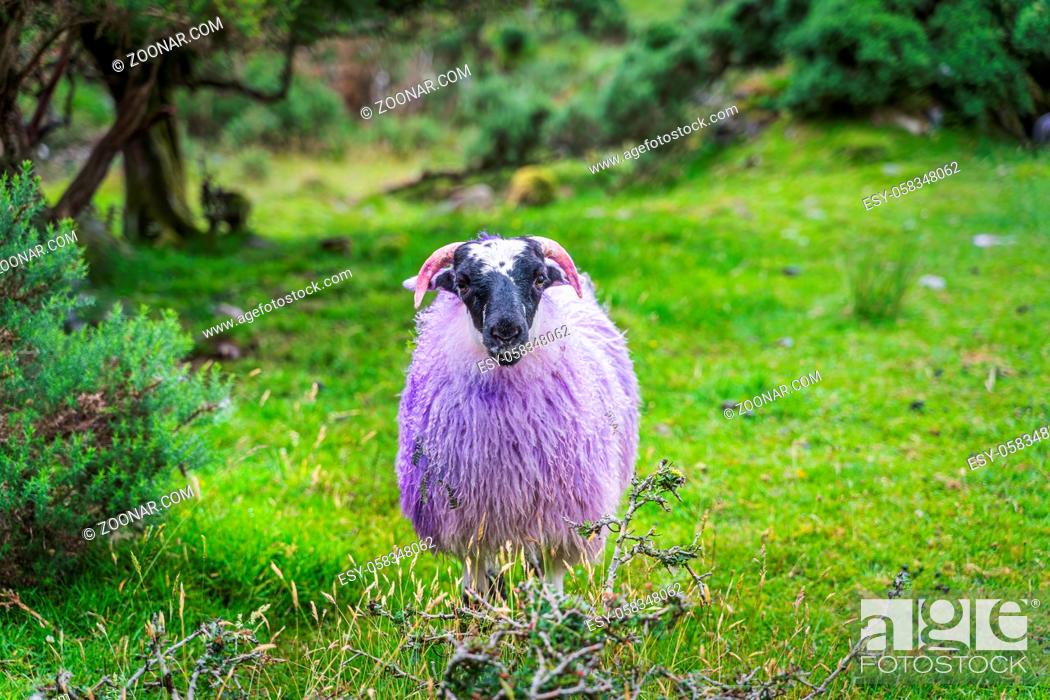 Stock Photo: Front view of sheep or ram with multicoloured fur and horns in green bushes or field in Blackvalley, Ring of Kerry, County Kerry, Ireland.