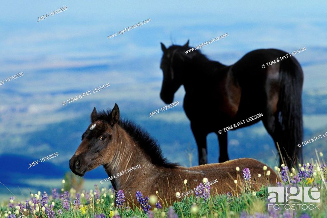 Stock Photo: Mustang Wild Horse - Colt in foreground (herd stallion in background) in field of wildflowers (Equus caballus).