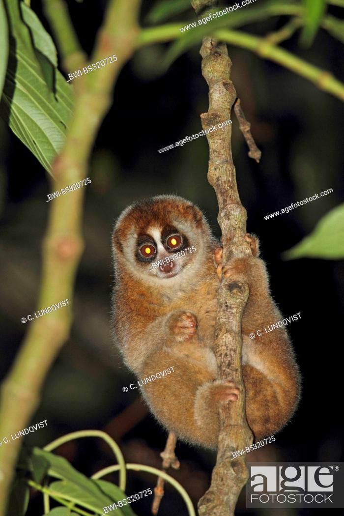 Greater Slow Lori, Sow loris, Cu lan (Nycticebus coucang), clasping at a  twig, Indonesia, Lampung, Stock Photo, Picture And Rights Managed Image.  Pic. BWI-BS320725 | agefotostock