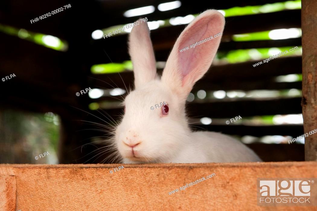 Photo de stock: Rabbit farming, albino rabbit in hutch, kept for meat, Rwanda.