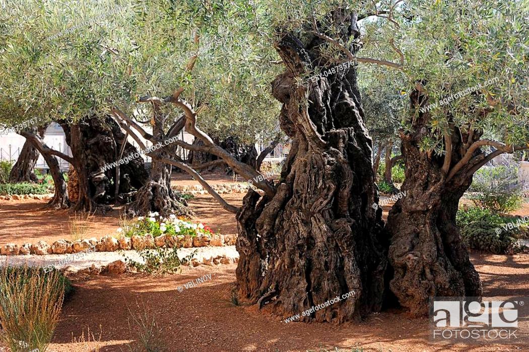 1904 Color Stereoview Jerusalem Details about   Garden of Gethsemane 1900 Year Old Olive Tree 