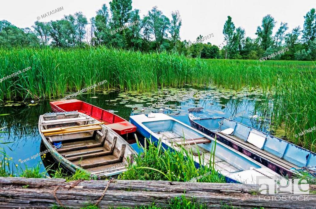 Stock Photo: Nature reserve. Bulrush reflecting in a lake with Beautiful Lotos and Four small boats beside. Spring Trees. Untouched Nature.