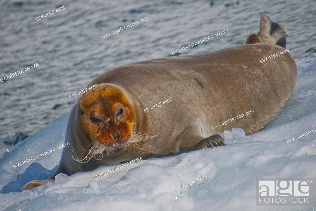 Stock Photo: Bearded Seal, Erignathus barbatus, Arctic, Spitsbergen, Svalbard, Norway, Europe.