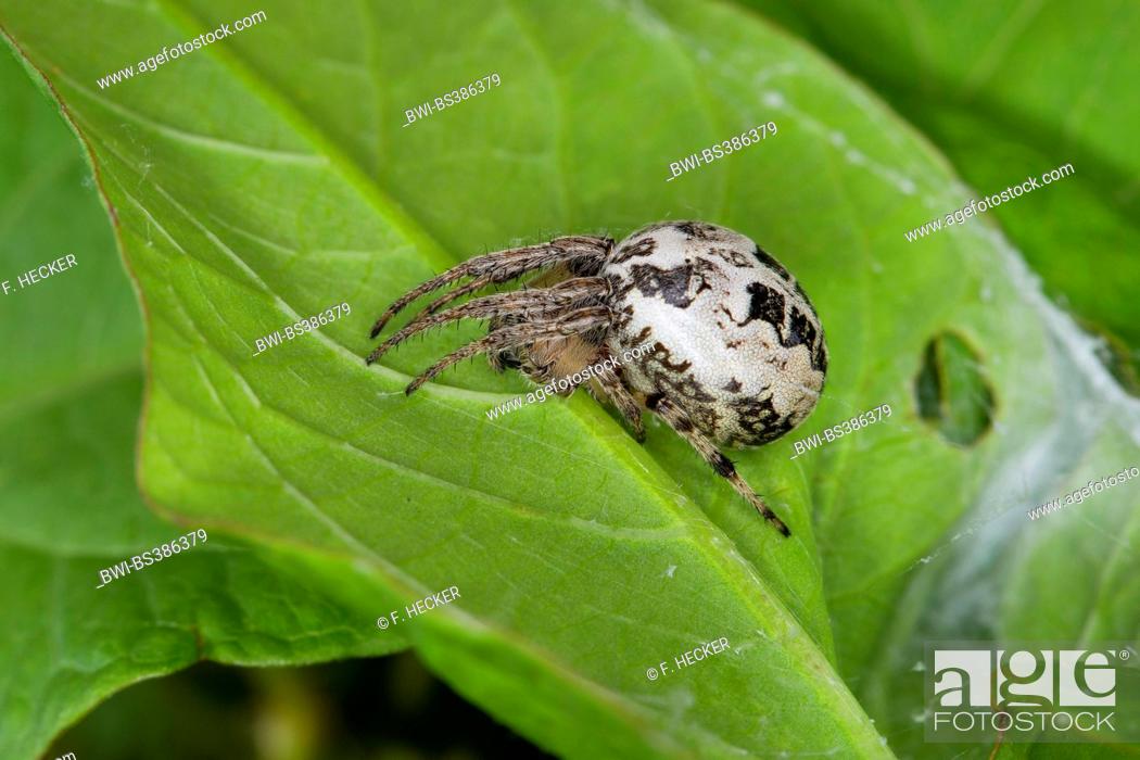 Larinioides Cornutus Furrow Spider Cute Bracelet Pendant Charm