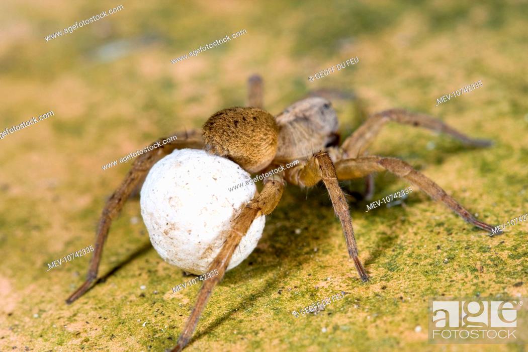 Stock Photo: Wolf Spider With egg sac.