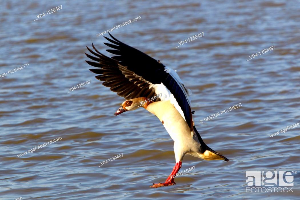 Stock Photo: Egyptian goose Alopochen aegyptiaca, down on the water, Kruger National Park, South Africa.