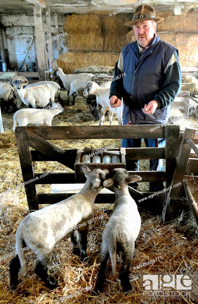 Stock Photo: Shepherd Wolfgang Sowada stands at the feeding station for lambs in a barn in Kolrep, Germany, 04 March 2016. The number of sheep in the German state of.