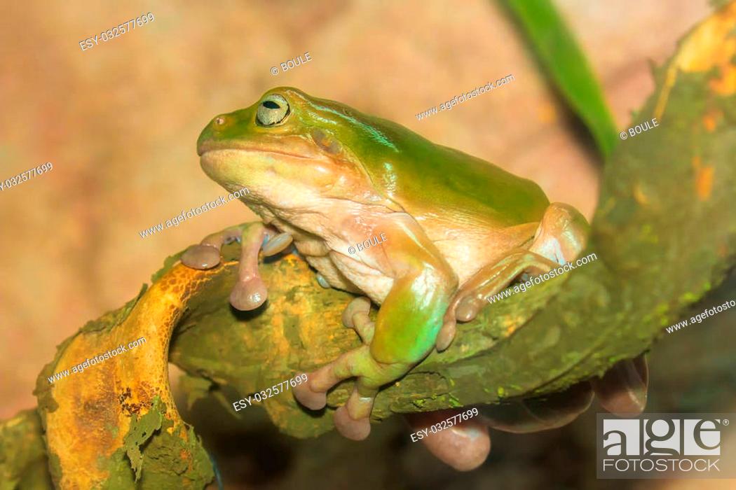 Stock Photo: Green tropical frog on a branch close-up.