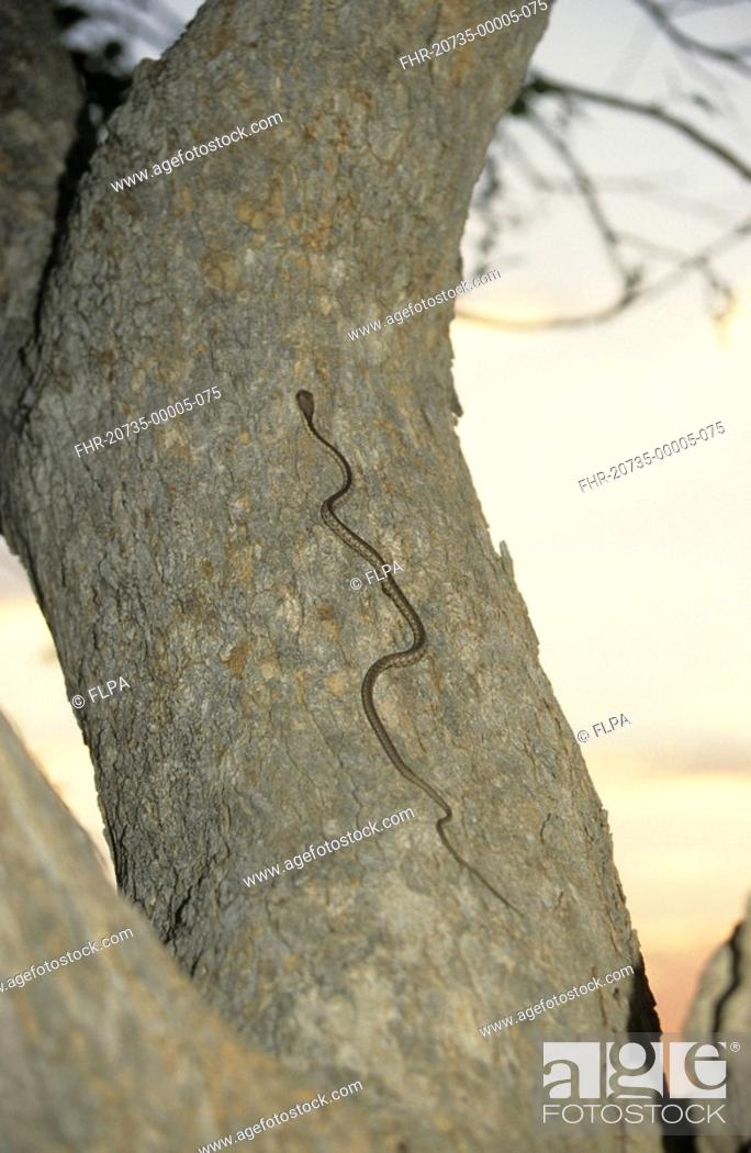 Imagen: Boomslang Dispholidus typus Common African Tree Snake - On tree trunk.