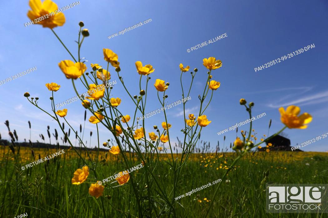 Stock Photo: 12 May 2022, Bavaria, Landsberg am Lech: Buttercups stand on a flower meadow in the sunshine. Photo: Karl-Josef Hildenbrand/dpa.