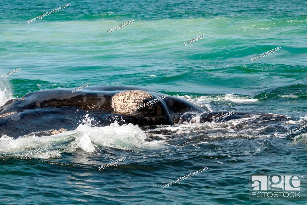 Photo de stock: The huge eye of a Southern right whale (eubalaena australis), Gansbaai, South Africa.
