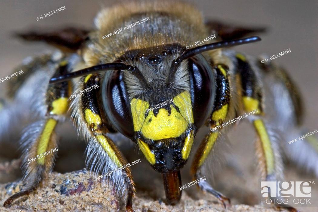Stock Photo: Wool carder bee (Anthidium manicatum, Anthidium maculatum), portrait, Germany.