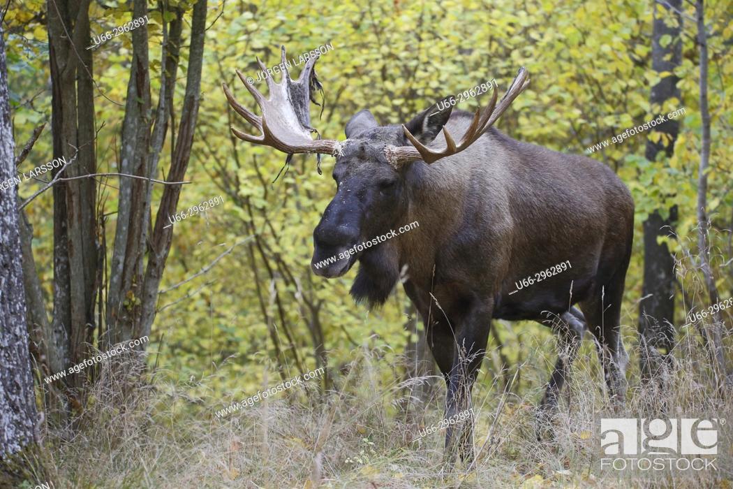 Photo de stock: Moose bull, Gnesta, Sodermanland, Sweden.