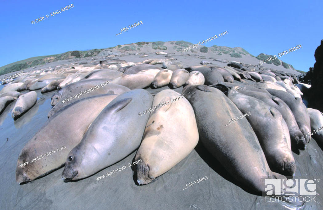 Stock Photo: Northern Elephant Seals (mirounga angustirostris) hauled out onto beach, San Luis Obispo County, California, USA.