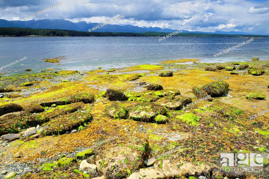 Stock Photo: Shoreline along the Pacific Ocean Hornby Island in the Gulf Islands British Columbia Canada.