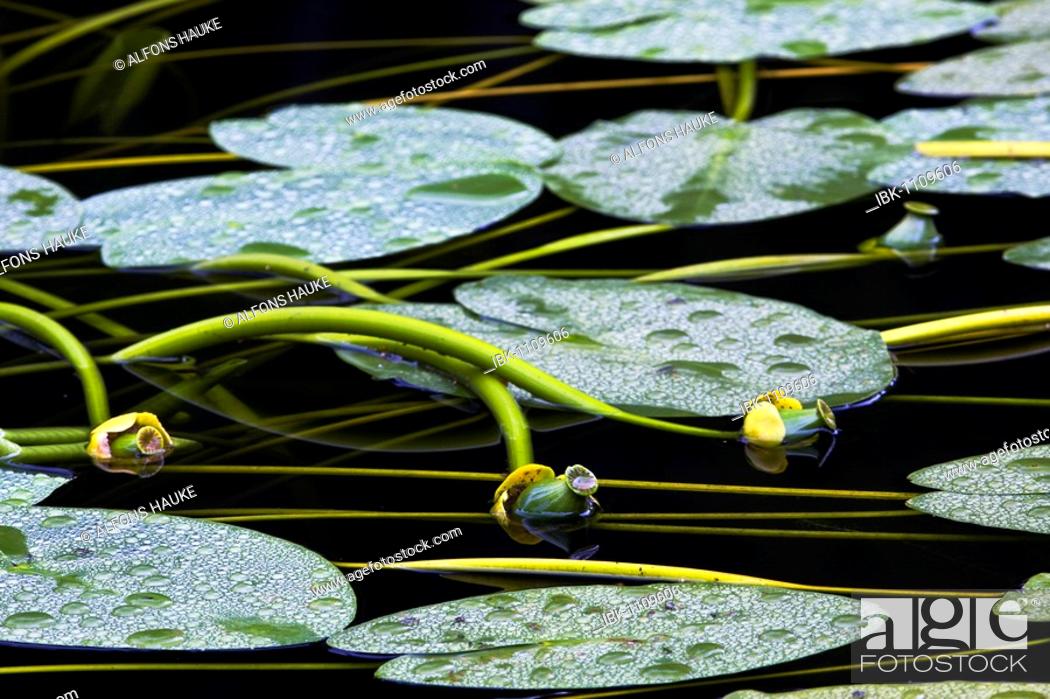 Stock Photo: Water lily-pads, Neuschoenau, Bavaria, Germany.