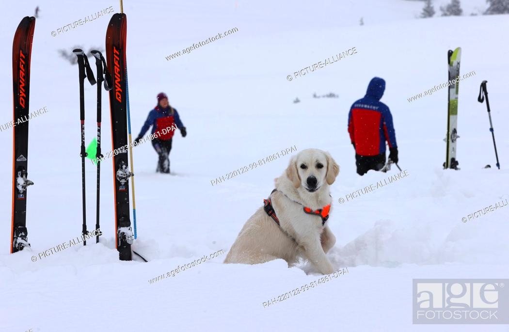 Stock Photo: 21 January 2022, Bavaria, Obermaiselstein: An avalanche search dog waits for its turn in the snow during an avalanche dog course run by the Allgäu mountain.