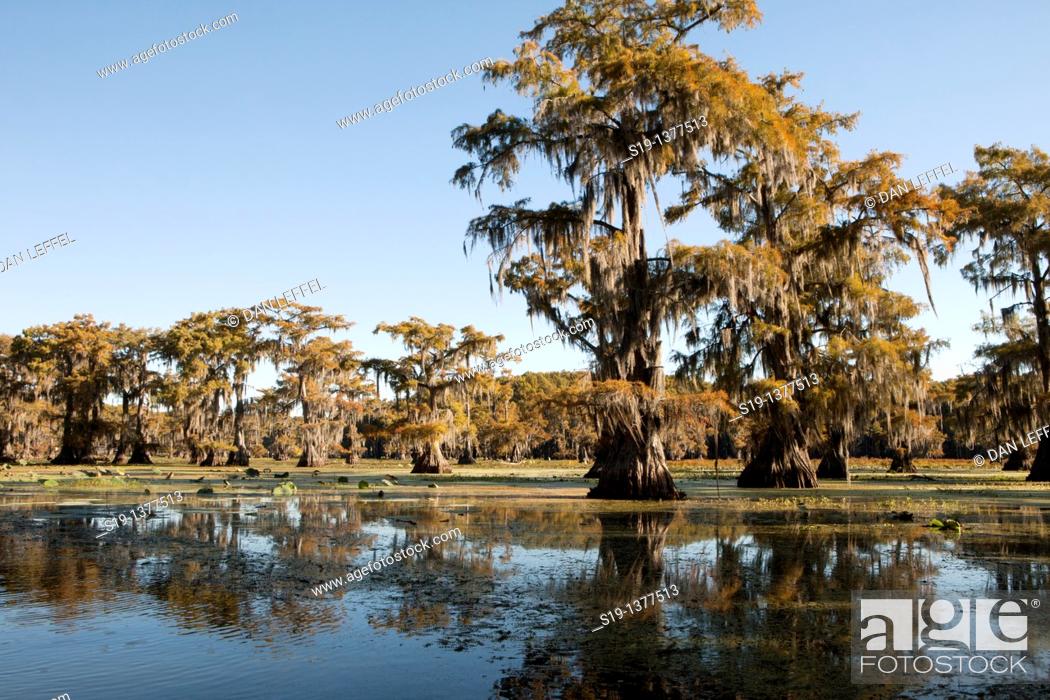Stock Photo: Cypresses, Caddo Lake, Texas, USA.