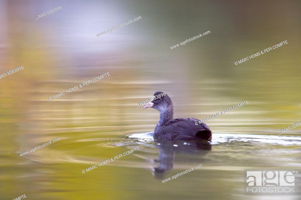 Stock Photo: Eurasian Coot into the river reflections at the mouth of the river Fluvià, Catalonia Spain.