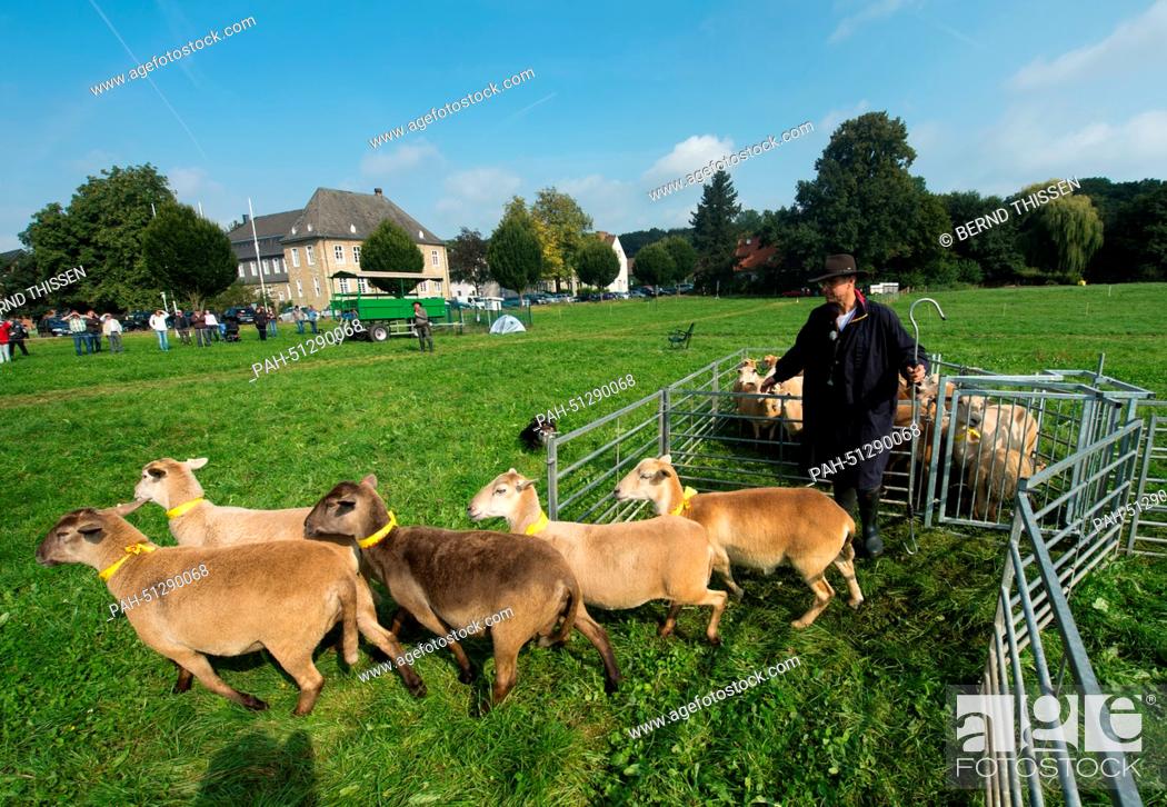 Stock Photo: Shepherd Andreas Hill and his Border Collie ""Black Fee"" herd a flock of sheep as part of North Rhine-Westphalia sheep days at the Haus Duesse Agriculture.
