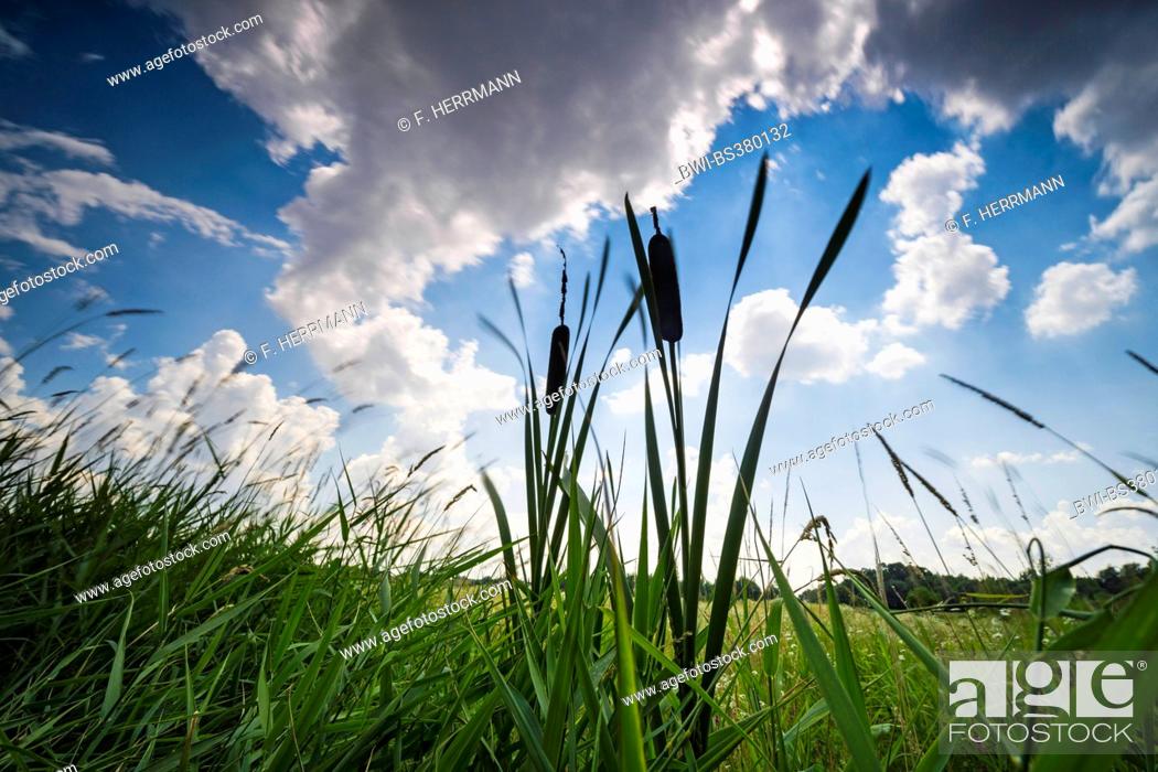 Stock Photo: common cattail, broad-leaved cattail, broad-leaved cat's tail, great reedmace, bulrush (Typha latifolia), worms-eye view with cloudy sky, Germany, Brandenburg.