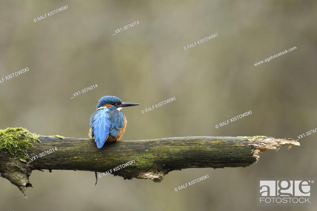 Stock Photo: Eurasian Kingfisher ( Alcedo atthis ), male bird, perched on a branch, watching aside, on distance, backside view, wildlife, Europe.