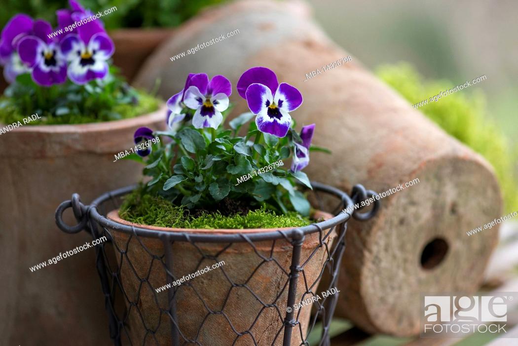 Photo de stock: Pots with horned violets (Viola cornuta), flowers in purple and white.