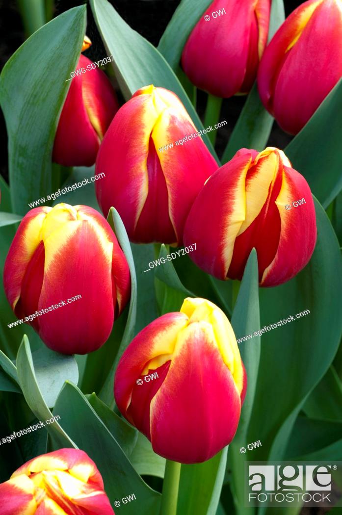 Tulipa Furand Dream Stock Photo Picture And Rights Managed Image Pic Gwg Sdy2037 Agefotostock
