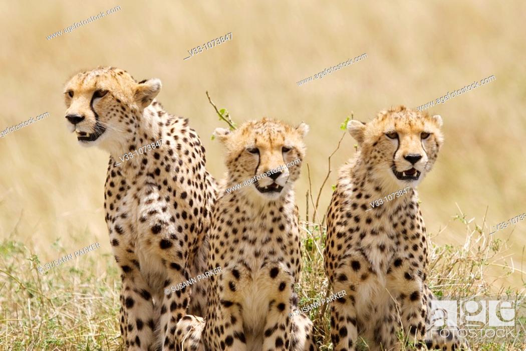 Stock Photo: A cheetah mom & her 2 cubs on the plains of the Masai Mara.
