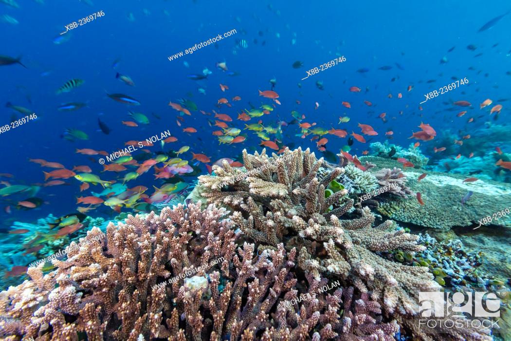 Stock Photo: A profusion of coral and reef fish on Batu Bolong, Komodo National Park, Indonesia.