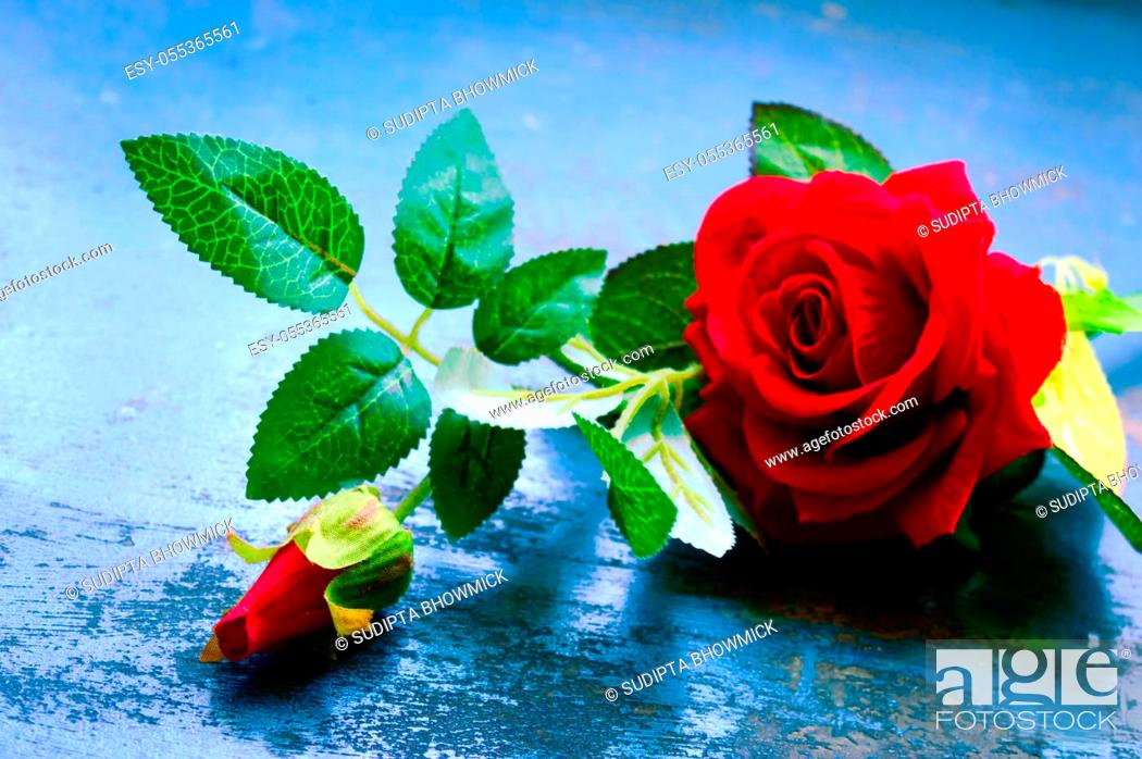 Red rose flower on rustic floor. Nature still life love romantic background  theme, Stock Photo, Picture And Low Budget Royalty Free Image. Pic.  ESY-055365561 | agefotostock