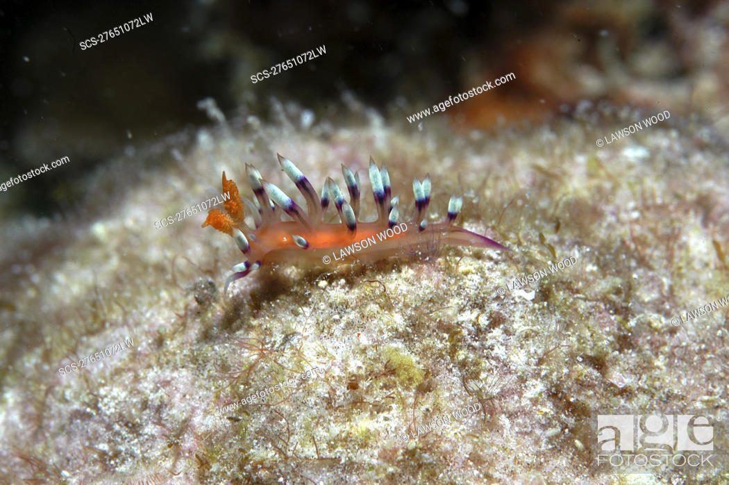 Stock Photo: Flabellina exoptata Nudibranch with outragious colour of orange and red to purple and blue tipped tentacles, Mabul, Borneo, Malaysia, South China Sea.