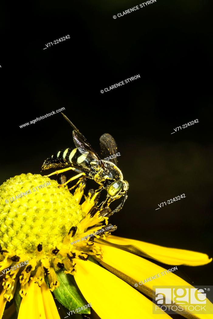 Stock Photo: Eastern Sand Wasp (Bembix americana spinolae) Feeding on Cutleaf Daisy (Engelmannia peristenia) Flower.