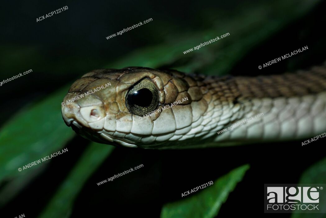 Imagen: Boomslang (Dispholidus typus) - captive. Endemic to Africa.