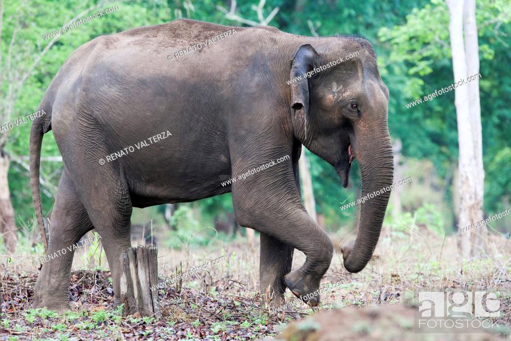 India, Karnataka, Rajiv Gandhi National Park, Indian elephant, Elephas  maximus, Stock Photo, Picture And Rights Managed Image. Pic.  TIP-179RVA02079 | agefotostock